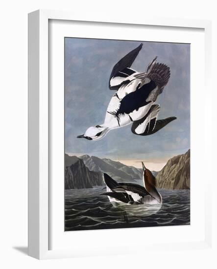 Smew, or White Nun-John James Audubon-Framed Art Print