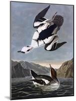 Smew, or White Nun-John James Audubon-Mounted Art Print