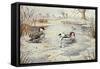 Smew-Carl Donner-Framed Stretched Canvas