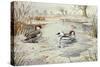 Smew-Carl Donner-Stretched Canvas