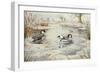 Smew-Carl Donner-Framed Giclee Print