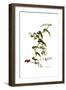 Smilax aspera, Flora Graeca-Ferdinand Bauer-Framed Giclee Print