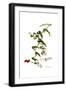 Smilax aspera, Flora Graeca-Ferdinand Bauer-Framed Giclee Print