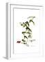 Smilax aspera, Flora Graeca-Ferdinand Bauer-Framed Giclee Print