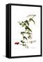 Smilax aspera, Flora Graeca-Ferdinand Bauer-Framed Stretched Canvas