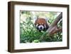 Smile of a Panda-radityopradipto-Framed Photographic Print