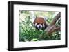 Smile of a Panda-radityopradipto-Framed Photographic Print