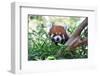Smile of a Panda-radityopradipto-Framed Photographic Print