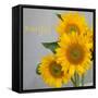 Smile: Sunflower Bouquet-Nicole Katano-Framed Stretched Canvas