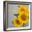 Smile: Sunflower Bouquet-Nicole Katano-Framed Photo