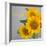 Smile: Sunflower Bouquet-Nicole Katano-Framed Photo