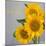 Smile: Sunflower Bouquet-Nicole Katano-Mounted Photo