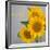 Smile: Sunflower Bouquet-Nicole Katano-Framed Photo