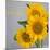 Smile: Sunflower Bouquet-Nicole Katano-Mounted Photo