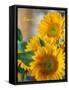 Smile: Sunny Sunflower-Nicole Katano-Framed Stretched Canvas