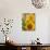 Smile: Sunny Sunflower-Nicole Katano-Photo displayed on a wall