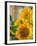 Smile: Sunny Sunflower-Nicole Katano-Framed Photo