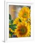 Smile: Sunny Sunflower-Nicole Katano-Framed Photo