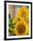 Smile: Sunny Sunflower-Nicole Katano-Framed Photo