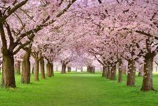 Cherry Blossoms Plenitude-Smileus-Photographic Print