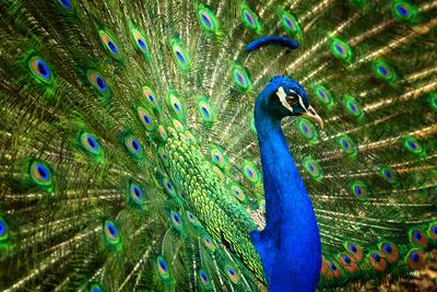 Fascinating Peacock