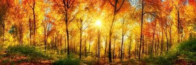 Forest Panorama in Autumn-Smileus-Photographic Print