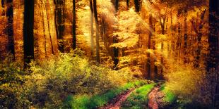 Autumn in the Forest, Sunrays Fall Through Mist and a Beautiful Red Tree-Smileus Images-Laminated Photographic Print