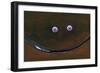 Smilin Eyes 4-Tim Nyberg-Framed Giclee Print