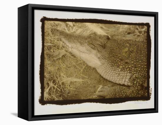 Smiling Alligator-Theo Westenberger-Framed Stretched Canvas