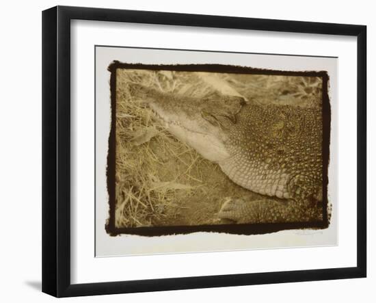 Smiling Alligator-Theo Westenberger-Framed Photographic Print