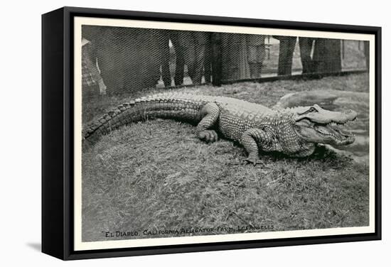 Smiling Alligator-null-Framed Stretched Canvas