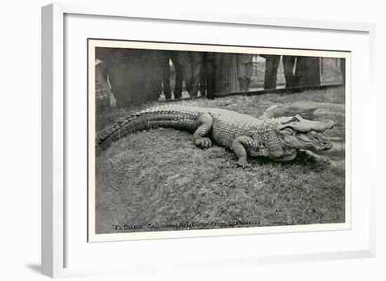 Smiling Alligator-null-Framed Art Print