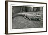 Smiling Alligator-null-Framed Art Print