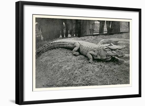 Smiling Alligator-null-Framed Art Print