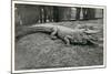 Smiling Alligator-null-Mounted Art Print