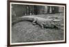 Smiling Alligator-null-Framed Art Print