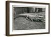 Smiling Alligator-null-Framed Art Print