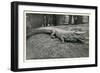 Smiling Alligator-null-Framed Art Print