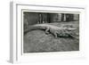 Smiling Alligator-null-Framed Art Print