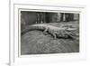 Smiling Alligator-null-Framed Premium Giclee Print