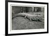 Smiling Alligator-null-Framed Premium Giclee Print