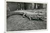 Smiling Alligator-null-Mounted Premium Giclee Print