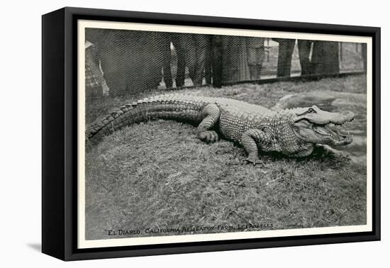 Smiling Alligator-null-Framed Stretched Canvas