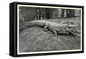 Smiling Alligator-null-Framed Stretched Canvas