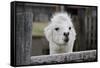 Smiling Alpaca-Jen C-Framed Stretched Canvas