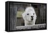 Smiling Alpaca-Jen C-Framed Stretched Canvas