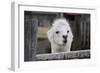 Smiling Alpaca-Jen C-Framed Photographic Print