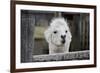 Smiling Alpaca-Jen C-Framed Photographic Print