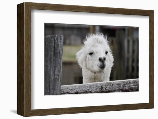 Smiling Alpaca-Jen C-Framed Photographic Print