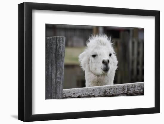 Smiling Alpaca-Jen C-Framed Photographic Print